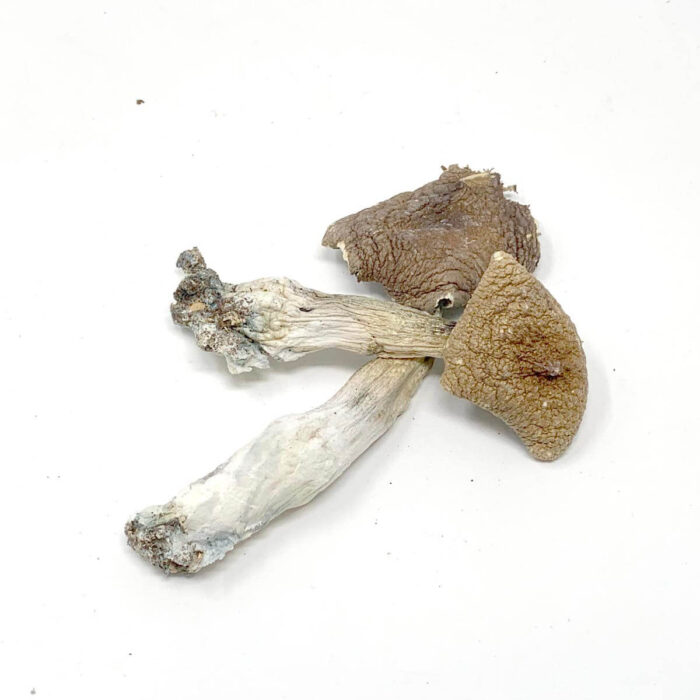Albino Penis Envy Mushrooms For sale